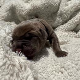 Black collar - Gray and fawn female Cane Corso puppy in Williamstown, Kentucky from Ridge Top Cane Corso