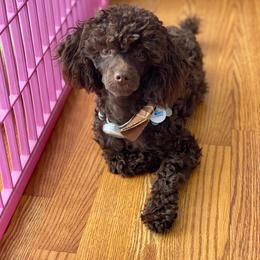 Joey - Poodle