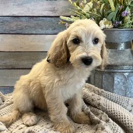 Black - Cream male Goldendoodle puppy in The Woodlands, Texas from Gracie's Goldendoodles and Bernedoodles