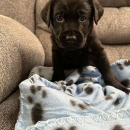 Labrador Retriever Puppies from Red Barn Family Labs