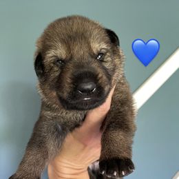 Boy 2 - German Shepherd puppy in Buffalo, New York from Vom Eisenraben German Shepherds