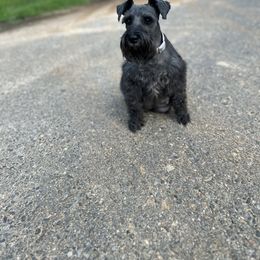 Athena - Miniature Schnauzer