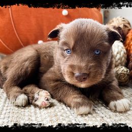 Pumpkin - Red and white female Siberian Husky puppy in Union Grove, Alabama from Southern Siberian Life