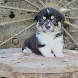 Anastasia - White and black female Pembroke Welsh Corgi puppy in Valley, Washington from Corgis of the Mountain Valley