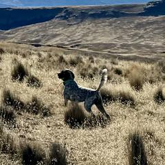 English Setter Puppies from Steens Mountain Setters