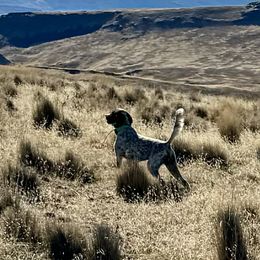 English Setter Puppies from Steens Mountain Setters