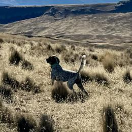 English Setter Puppies from Steens Mountain Setters