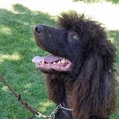 Irish Water Spaniels from TopKnotz Irish Water Spaniels