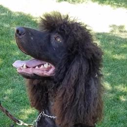 Irish Water Spaniels from TopKnotz Irish Water Spaniels