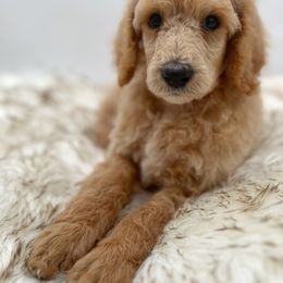 Poodle Puppies from Wild Suns Farm