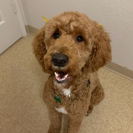 Mila - Labradoodle