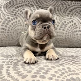 Mint Collar - Tricolors male French Bulldog puppy in Wagoner, Oklahoma from Frenchie Frys