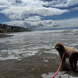 Goldendoodle All Grown Up from Golden Hearted Goldendoodles