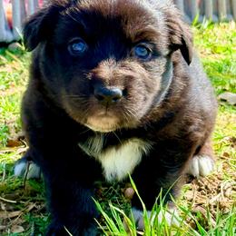 Sage - Black & white female Australian Shepherd puppy in Mineral Wells, Texas from A6 Australian Shepards