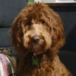 Honey - Goldendoodle