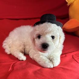 Milo - orange collar - White male Bichon Frise puppy in 63101 (St. Louis Metro Area), Missouri from BichonSTL