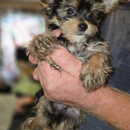 Boy 2 - Black and tan male Yorkshire Terrier puppy in Smithville, Texas from Sandra KROEGER