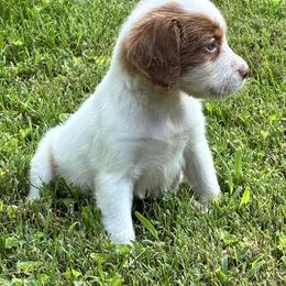 Sage girl 2 - White and orange female Brittany puppy in Floyd Knobs, Indiana from Cross Creek Brittanys