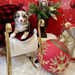 Maverick- Blue - Blue merle male Australian Shepherd puppy in Hayward, California from Grissom’s Aussies