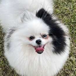 Pomeranians from Harmony Pomeranians