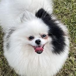 Pomeranians from Harmony Pomeranians