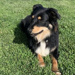 Australian Shepherd All Grown Up from Barn House Aussies