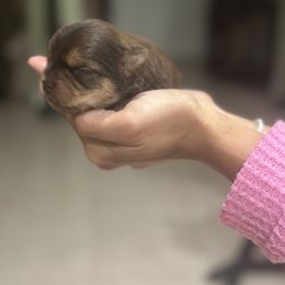 Pomeranian and Yorkshire Terrier Puppies from Dreaming Puppies