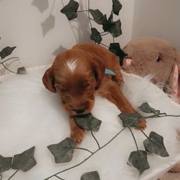 Goldendoodle Puppies from Wesley Doodles