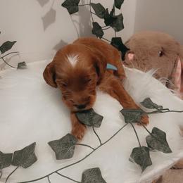 Goldendoodle Puppies from Wesley Doodles