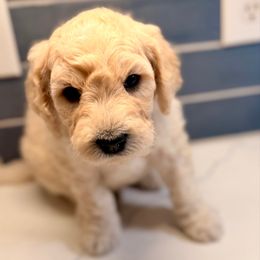 Chip - Cream male Goldendoodle puppy in Silverdale, Washington from King Family Doodles