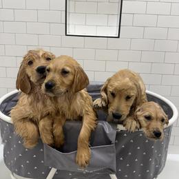 Golden Retriever Puppies from Star Raised Goldens