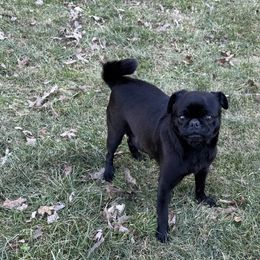 Winnie - Pug