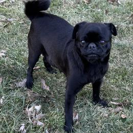 Winnie - Pug