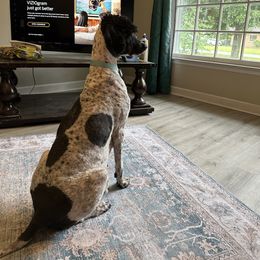 Rosie - Poodle
