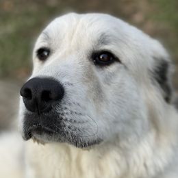 Aspen - Great Pyrenees