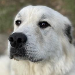 Aspen - Great Pyrenees