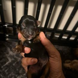 Rex - Black and tan male Yorkipoo puppy in Gastonia, North Carolina from Precious pups dynasty kennel