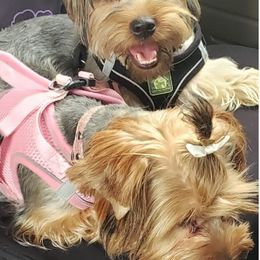Yorkshire Terriers from Shepard's Yorkshire Terriers