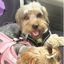 Yorkshire Terriers from Shepard's Yorkshire Terriers