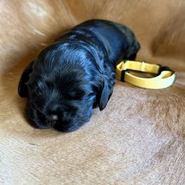 Yellow Collar - Black and white female Cocker Spaniel puppy in Morganton, North Carolina from Priceless Pups