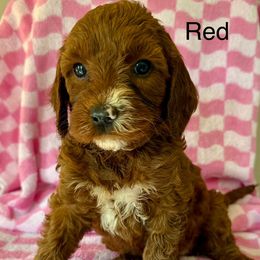 Red - Red female Irish Doodle puppy in Bloomfield, Iowa from Schooley Doodles