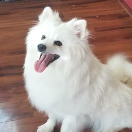 Winnie - American Eskimo Dog