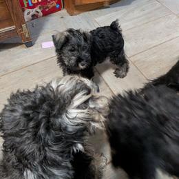 Feona - Salt and pepper female Miniature Schnauzer puppy in Ogema, Minnesota from Belinda Donley's Miniature Schnauzer