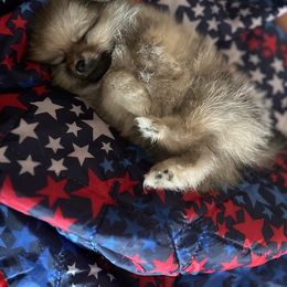 Pomeranian Puppies from Patricia's Pomeranians