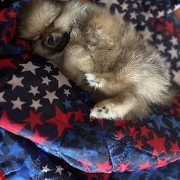 Pomeranian Puppies from Patricia's Pomeranians