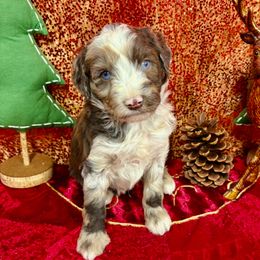 Rusty - Brown merle male Aussiedoodle puppy in Marshall, Arkansas from Buffalo River Puppies
