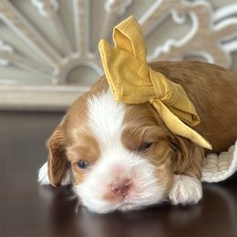 Cocker Spaniel Puppies from Canyonside Cocker Spaniels
