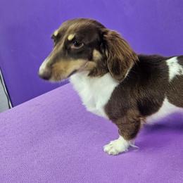 ERA - Dachshund