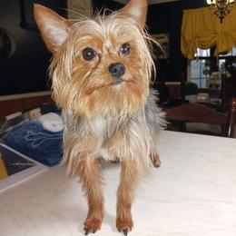 Carlos - Yorkshire Terrier