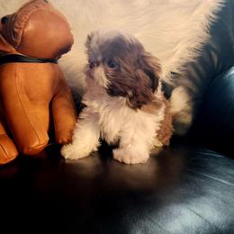 Shih Tzu Puppies from Deborah Theisen